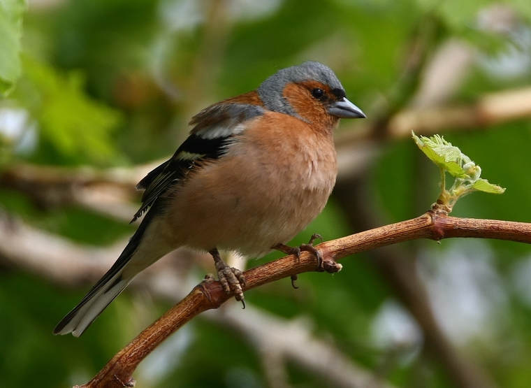 Eurasian Chaffinch