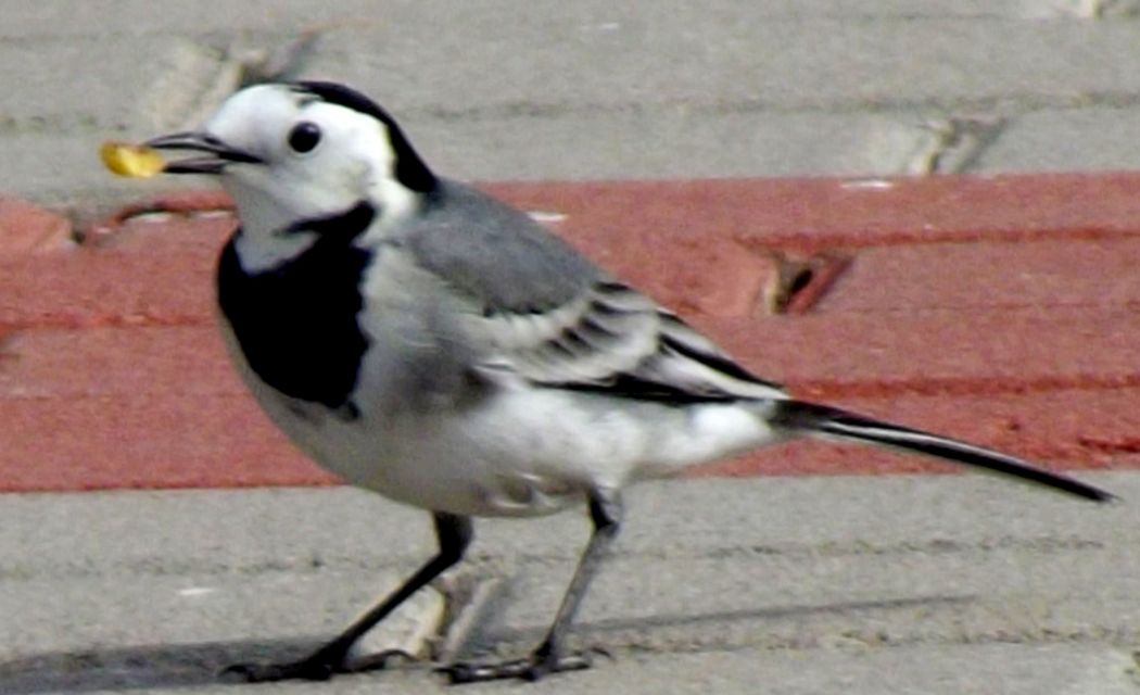 Ak Kuyruksallayan