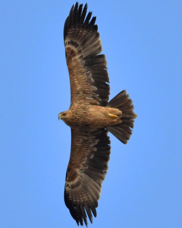 Şah Kartal