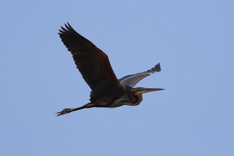 Purple Heron