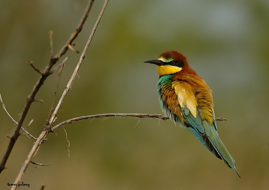 European Bee-eater
