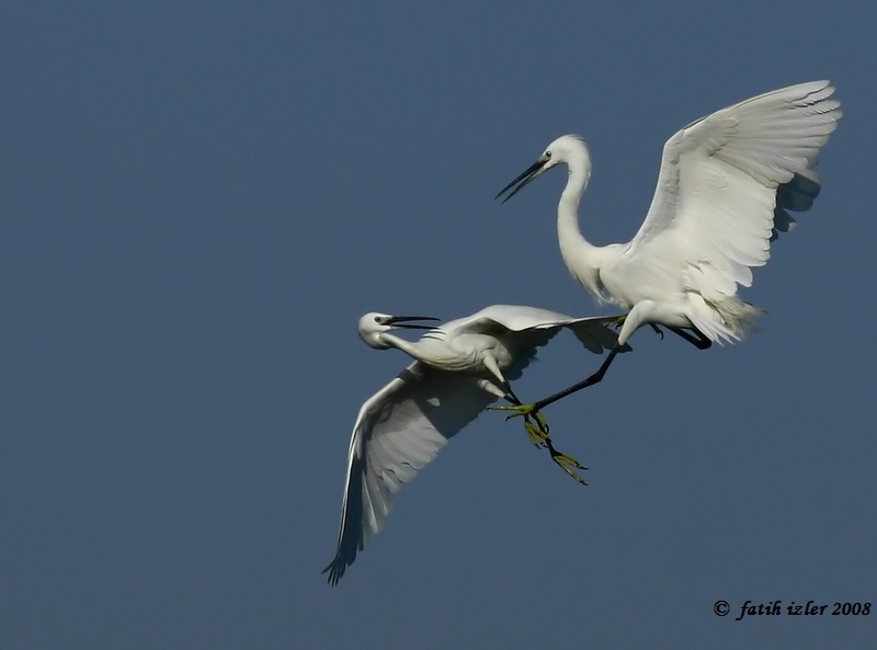 Little Egret