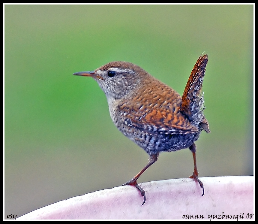 Eurasian Wren