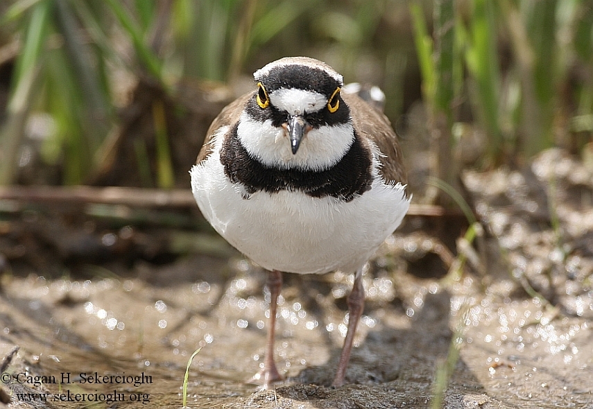 Little Ringed Plover