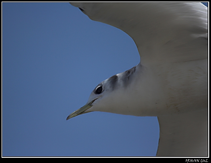 Black-legged Kittiwake