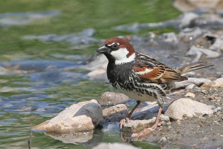 Spanish Sparrow