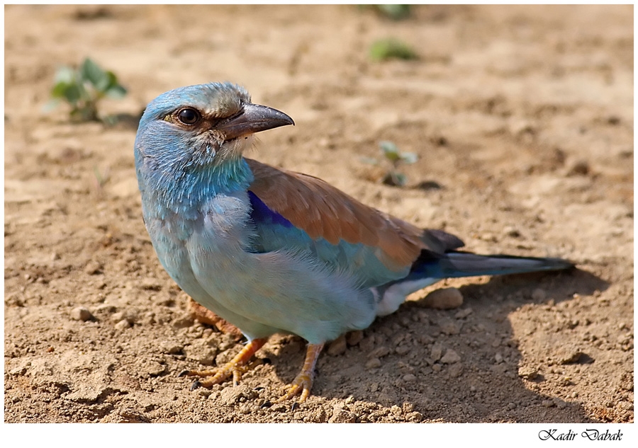European Roller