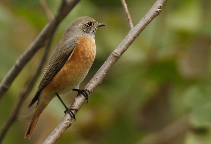 Common Redstart