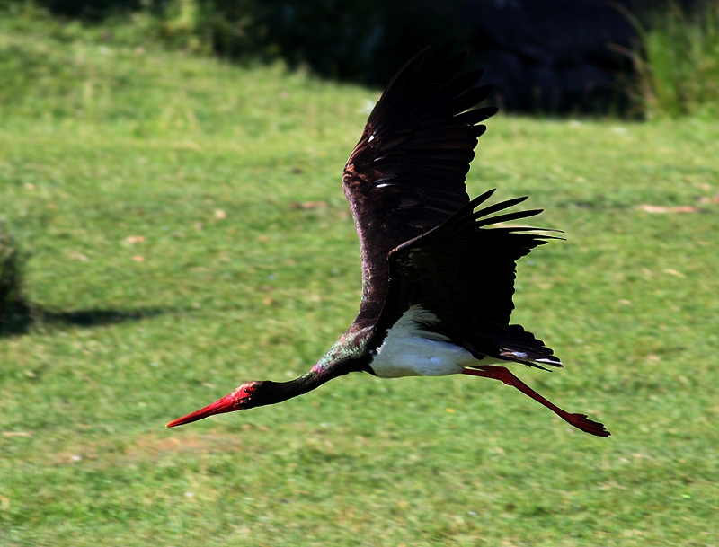 Black Stork