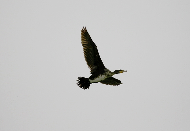 Great Cormorant