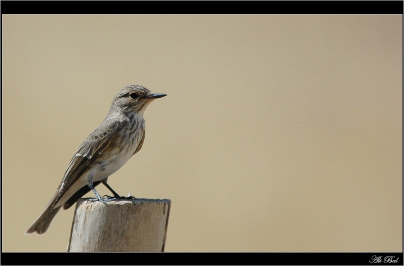 Spotted Flycatcher