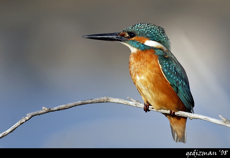 Common Kingfisher