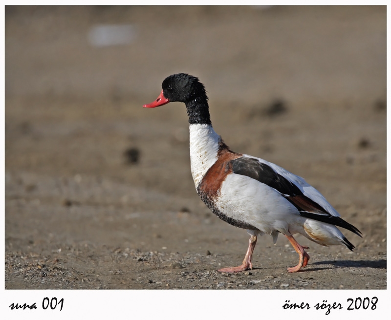 Common Shelduck
