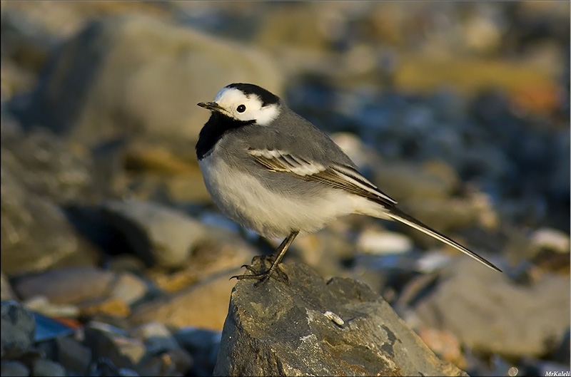 White Wagtail