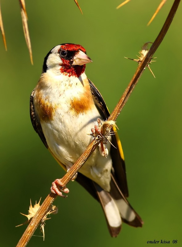 European Goldfinch