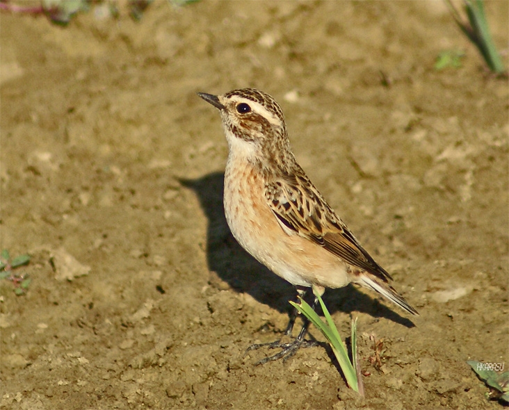 Çayır Taşkuşu