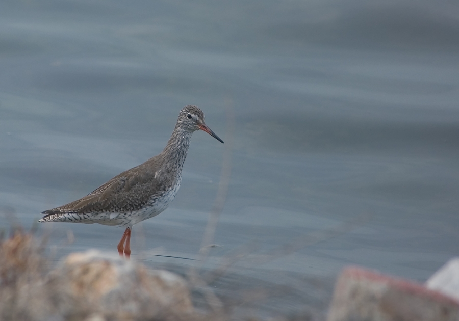 Common Redshank