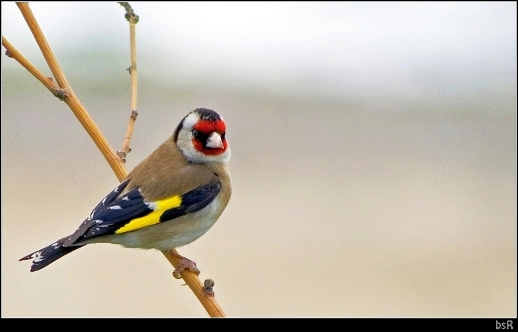 European Goldfinch
