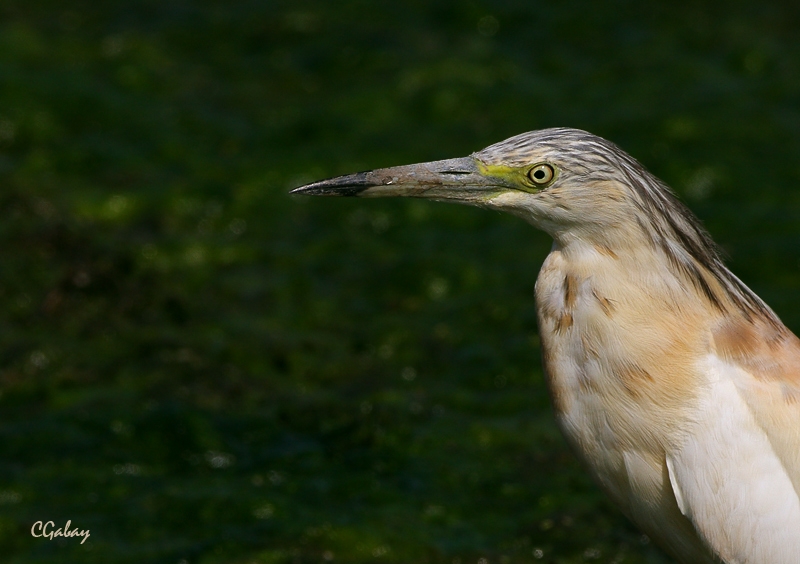 Squacco Heron