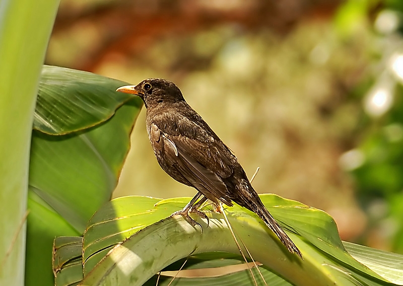 Common Blackbird