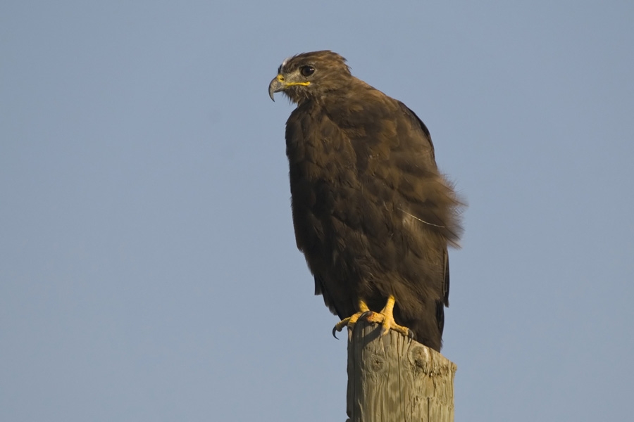 Long-legged Buzzard