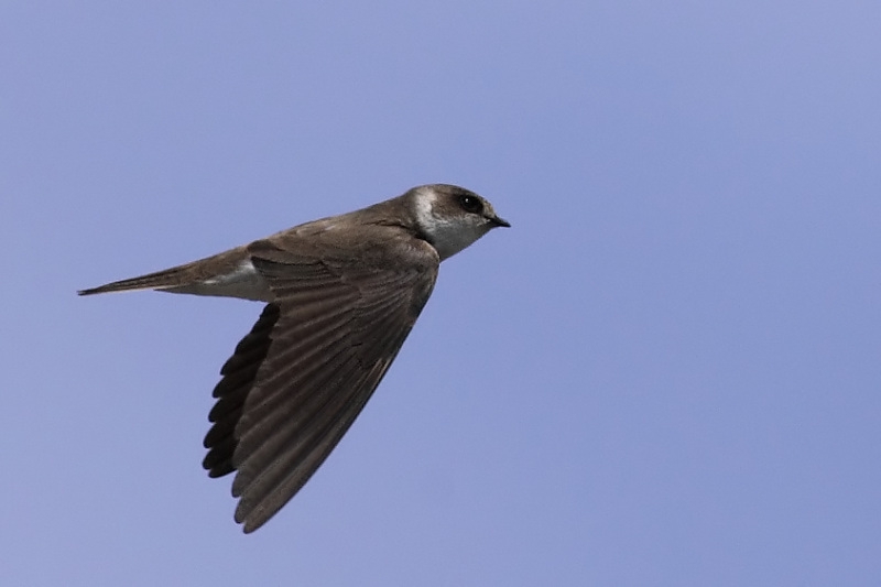 Sand Martin