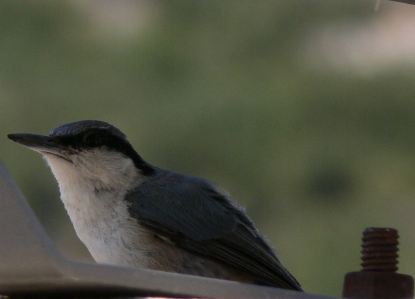 Western Rock Nuthatch