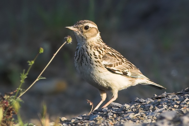 Woodlark