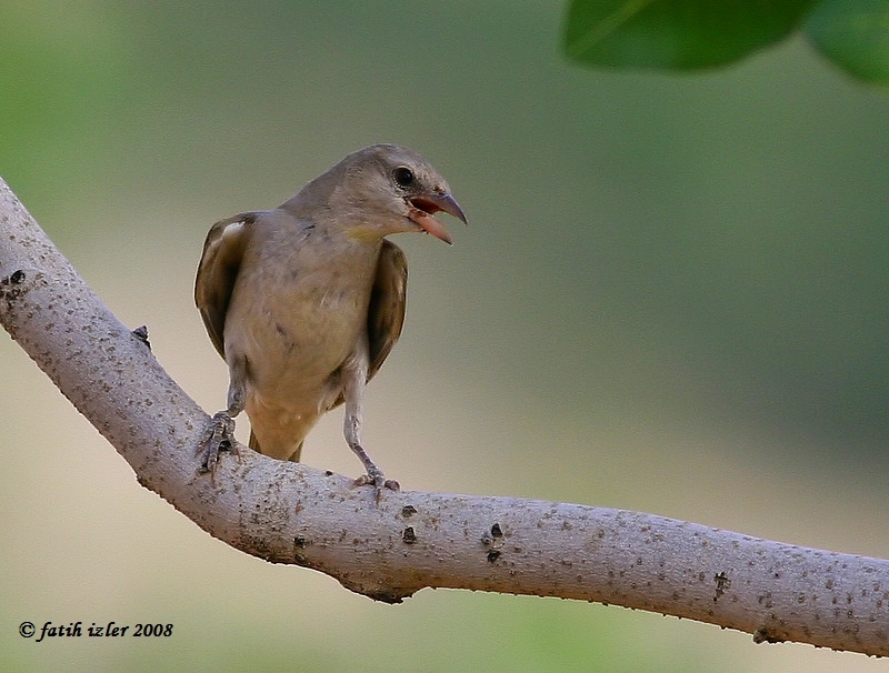 Yellow-throated Sparrow