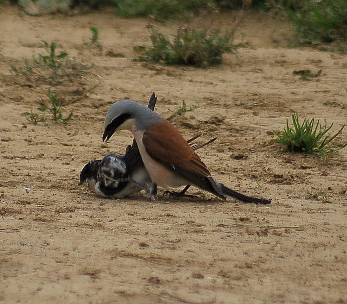 Red-backed Shrike