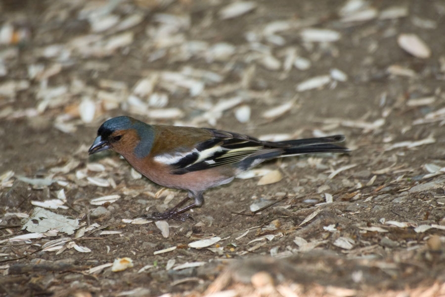 Eurasian Chaffinch