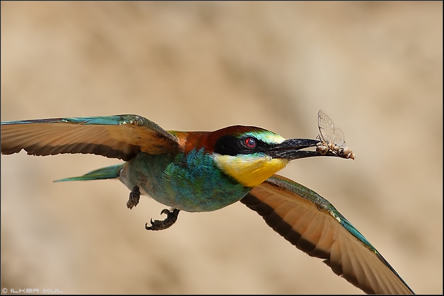 European Bee-eater