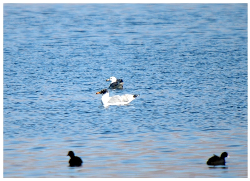 Pallas`s Gull