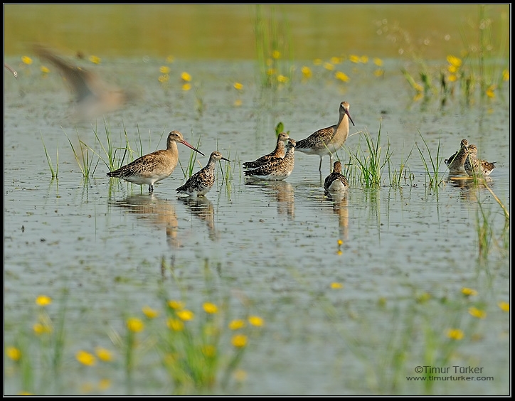 Black-tailed Godwit