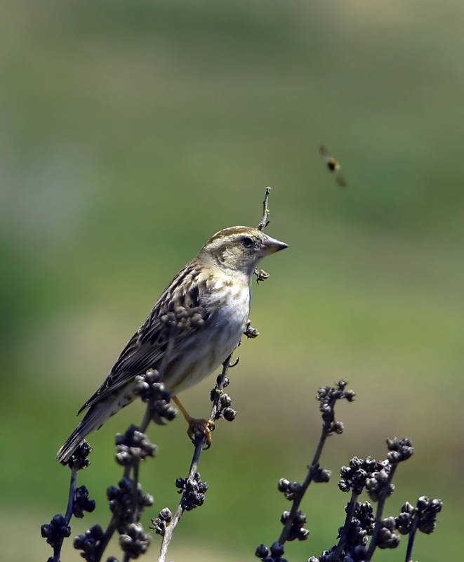 Rock Sparrow