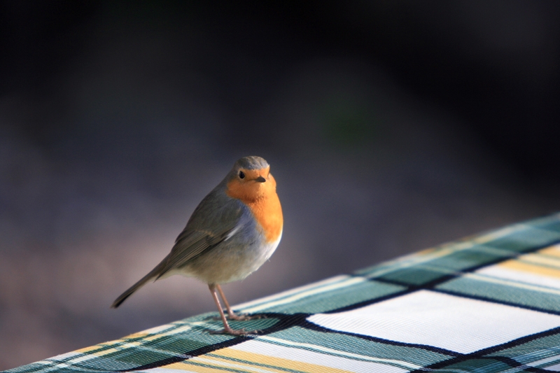 European Robin
