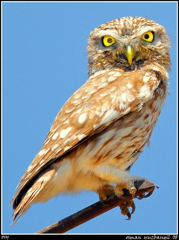 Little Owl