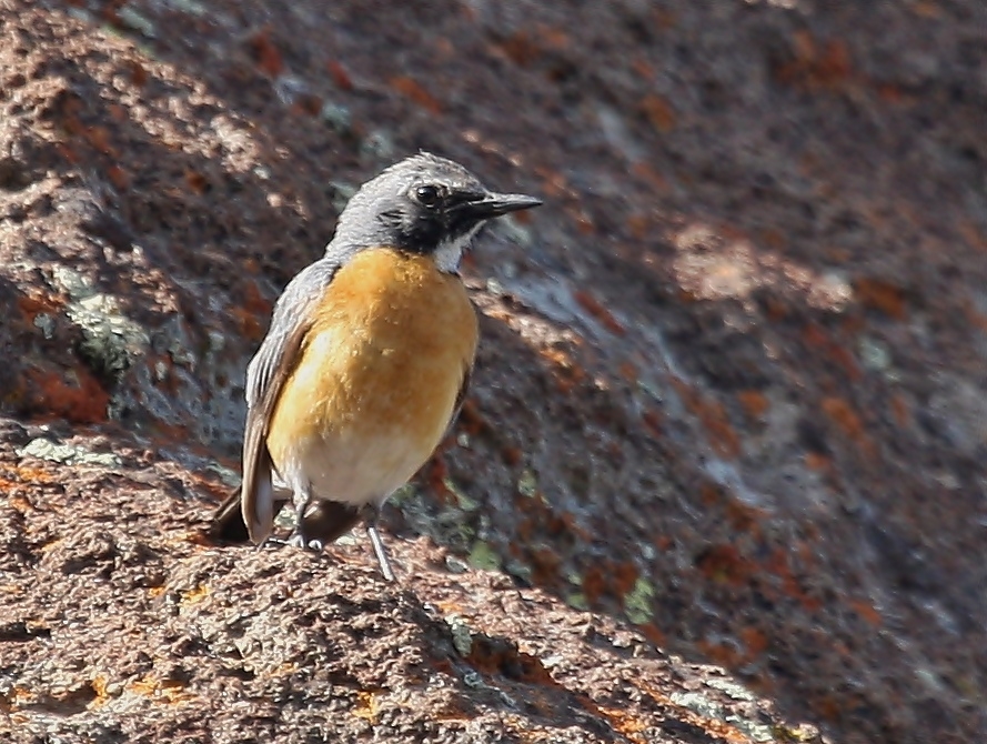 White-throated Robin