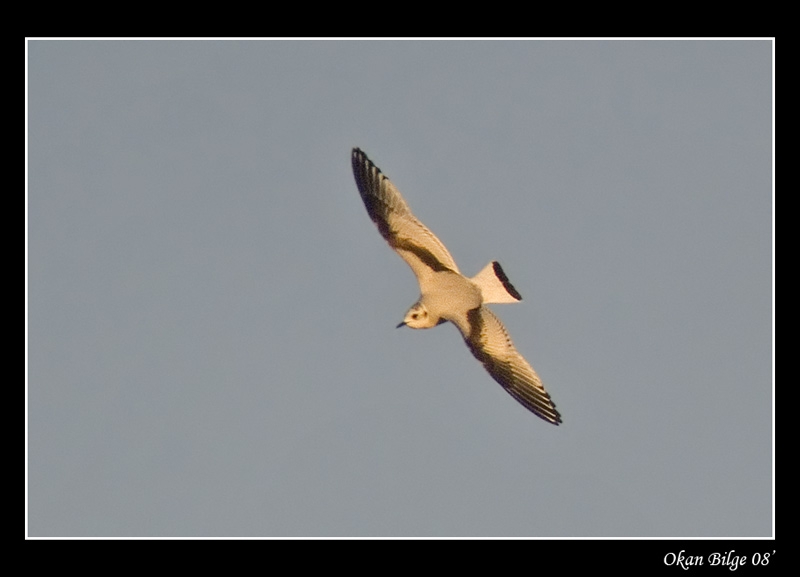 Little Gull