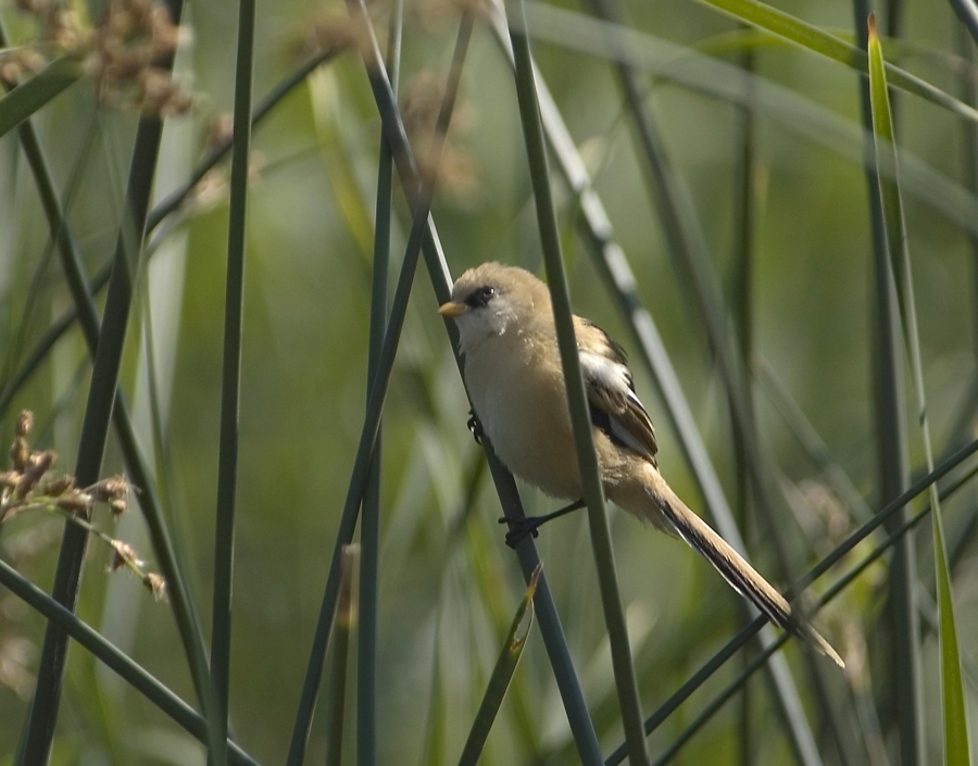 Bearded Reedling