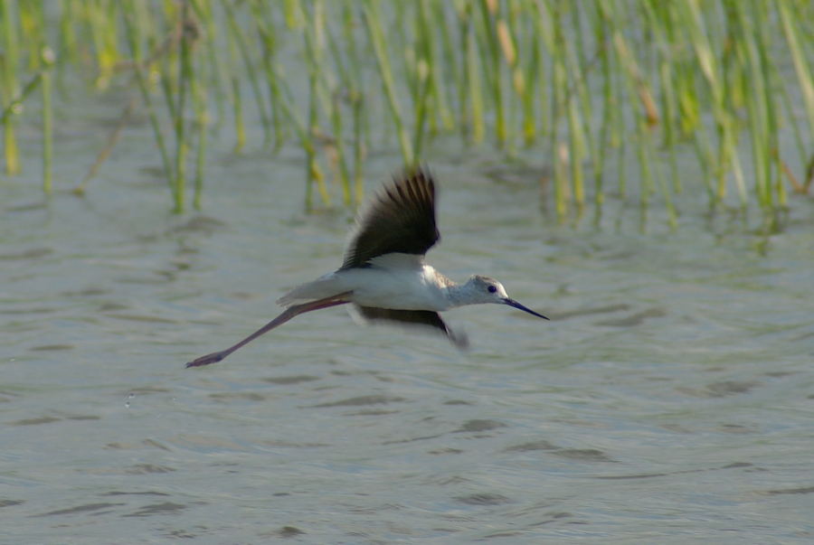 Black-winged Stilt