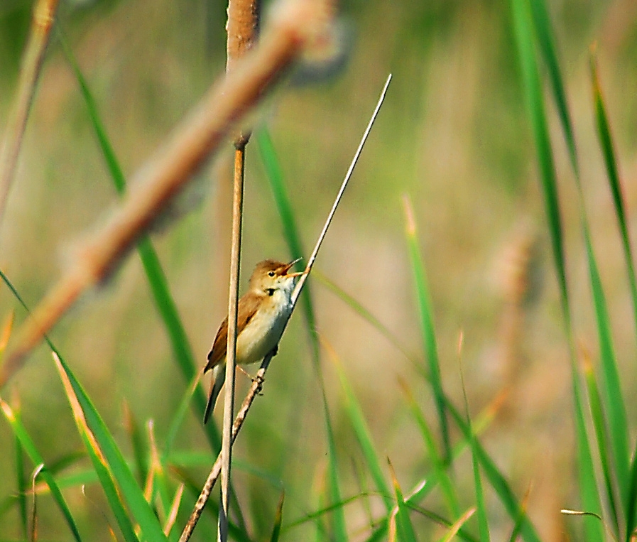 Great Reed Warbler