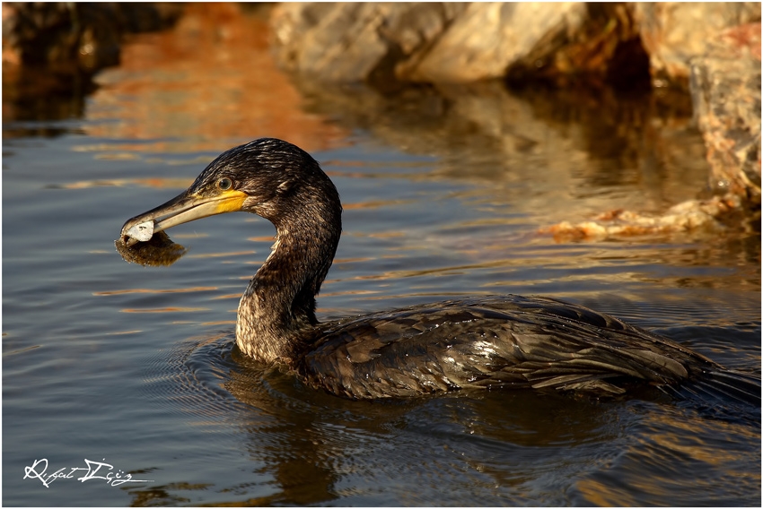 Great Cormorant