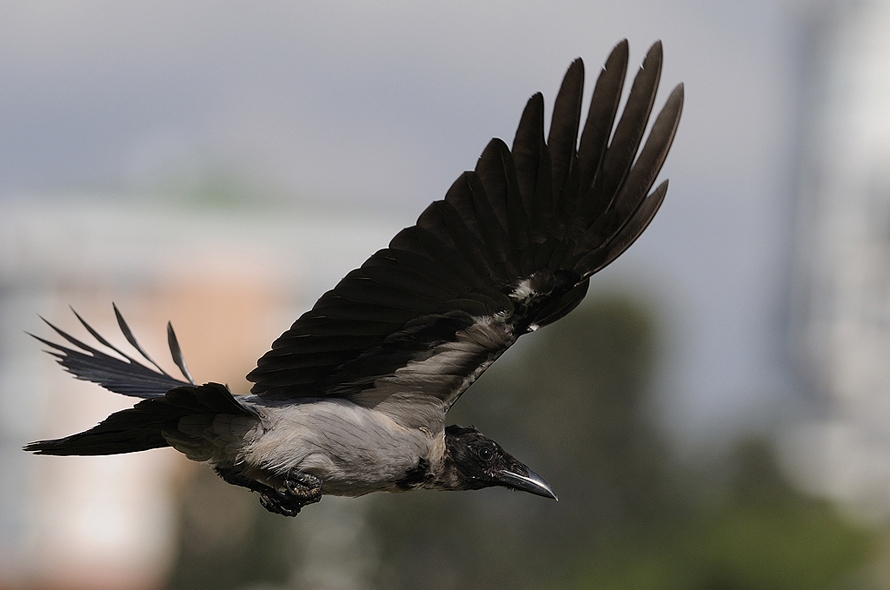 Hooded Crow