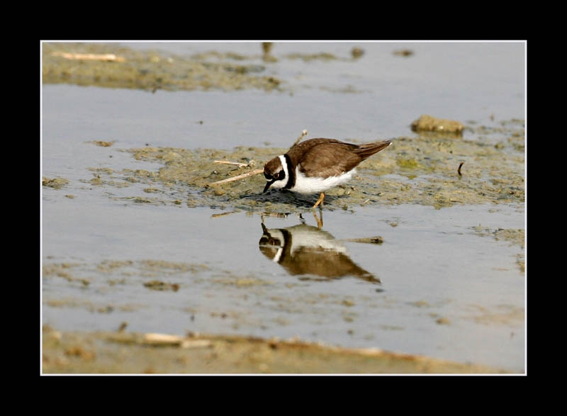 Little Ringed Plover
