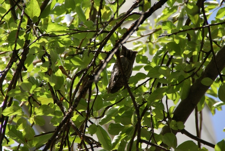 Eurasian Scops Owl