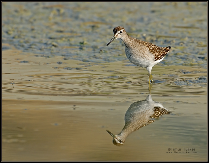 Wood Sandpiper