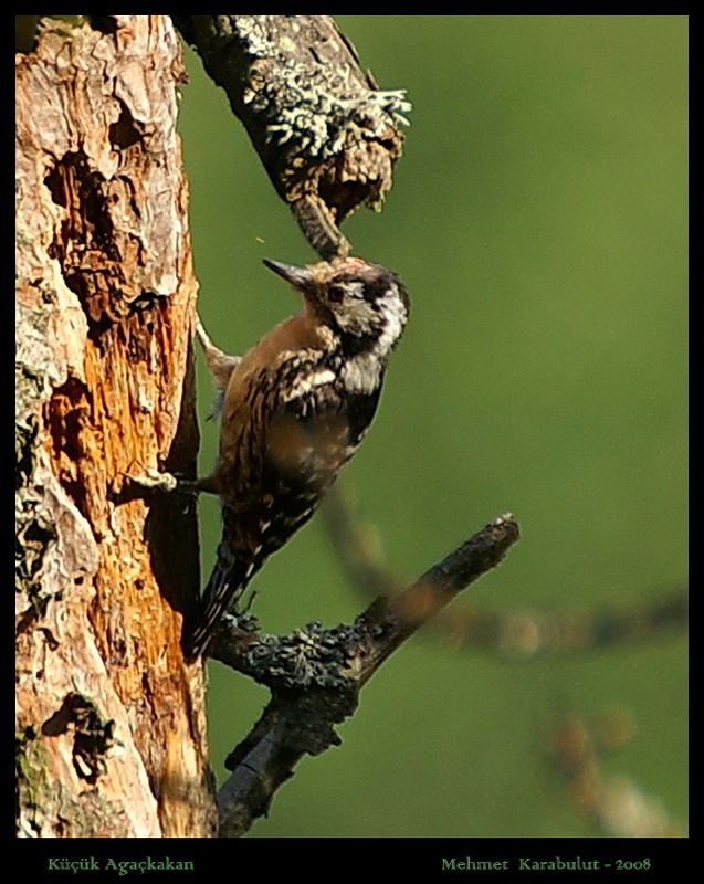 Lesser Spotted Woodpecker