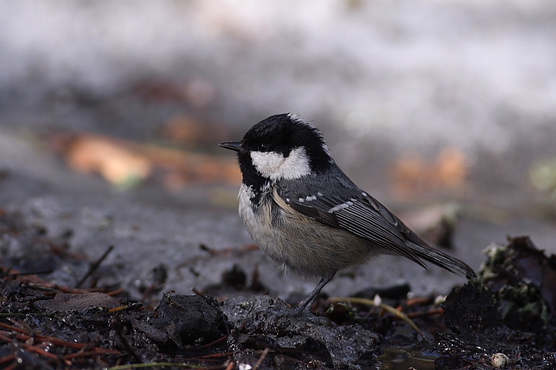 Coal Tit