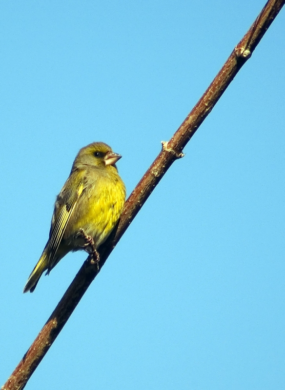 European Greenfinch